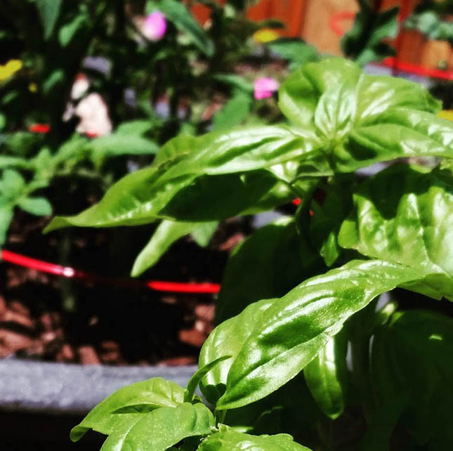 Basil for Pesto Potato Salad