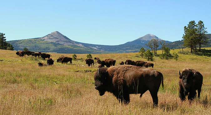 Colorado Bison