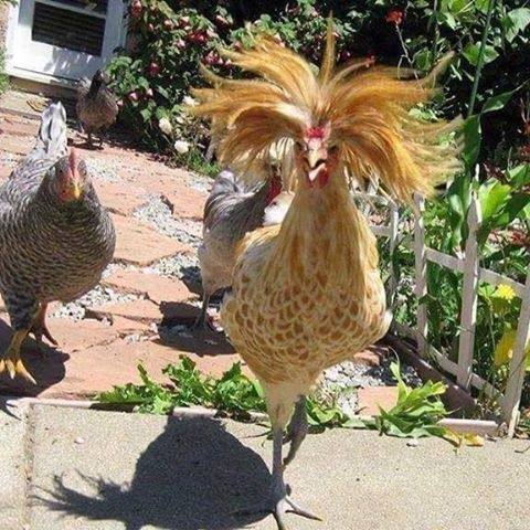 Crazy Chicken