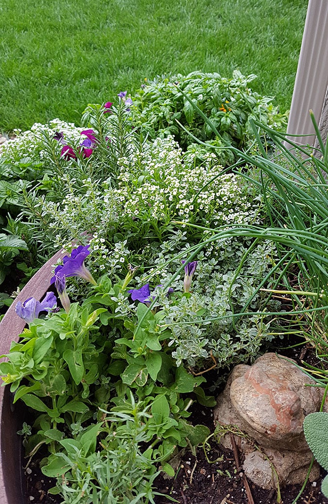 Gin, Apple Cider and Ginger Beer Cocktail Served Outside Next to My Herb Garden